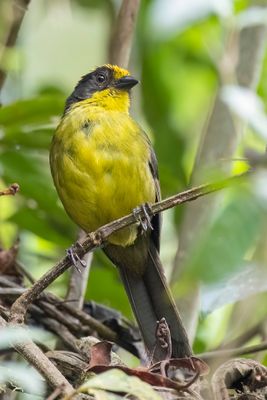 Tricolored Brushfinch - Driekleurige Struikgors - Tohi tricolore
