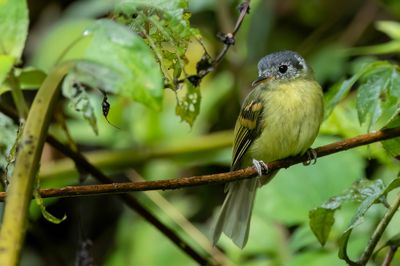 Variegated Bristle Tyrant - Bonte Looftiran - Tyranneau vari