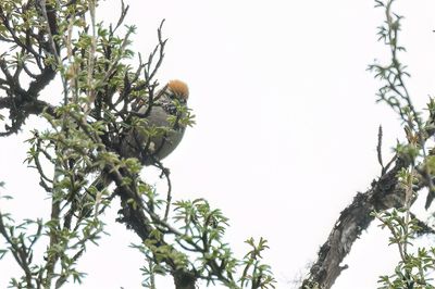 White-browed Tit-Spinetail - Witbrauwmeesstekelstaart - Synallaxe  gorge raye