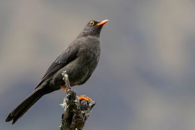 Great Thrush - Reuzenlijster - Merle gant