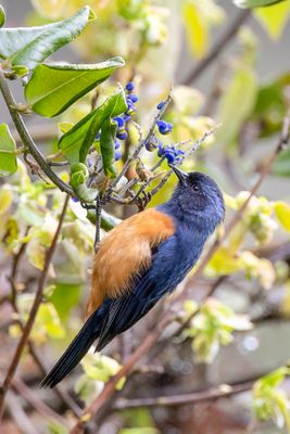 Blue-backed Conebill - Blauwrugspitssnavel - Conirostre  cape bleue