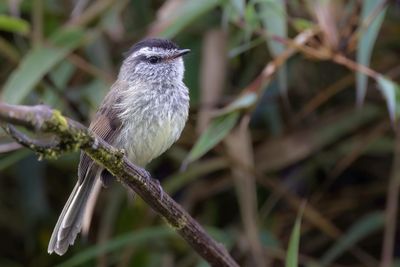 Unstreaked Tit-Tyrant - Witbuikmeestiran - Taurillon uni
