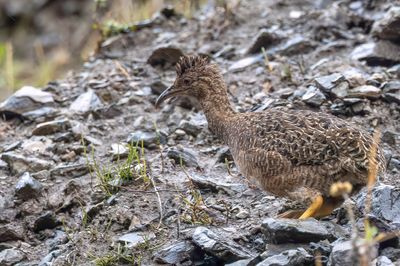Andean Tinamou - Andestinamoe - Tinamou des Andes