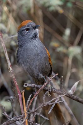 Apurimac Spinetail - Apurmacstekelstaart - Synallaxe de Coursen