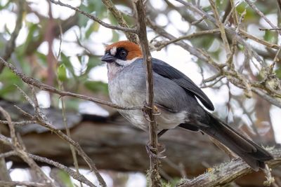 Apurimac Brushfinch - Apurmacstruikgors - Tohi de Forbes