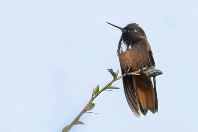 White-tufted Sunbeam - Witpluimglanskolibrie - Colibri de Castelneau