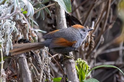Apurimac Spinetail - Apurmacstekelstaart - Synallaxe de Coursen