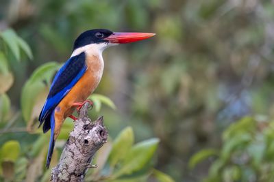 Birds of Bangladesh 2025