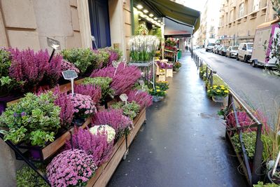 Les Fleurs pour la Maison