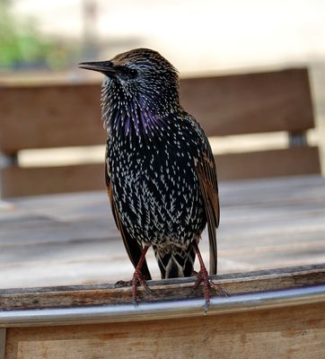 Tuileries Garden - European Starling
