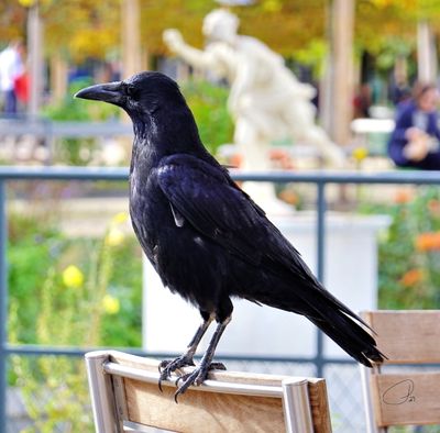 Tuileries Garden - Black Crow