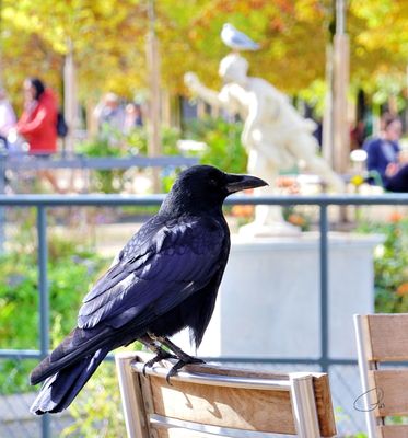 Tuileries Garden - Black Crow