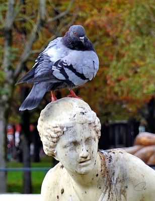 Tuileries Garden - Statue with Pigeon