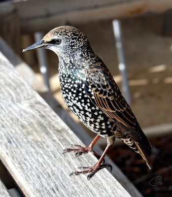 Tuileries Garden - European Starling