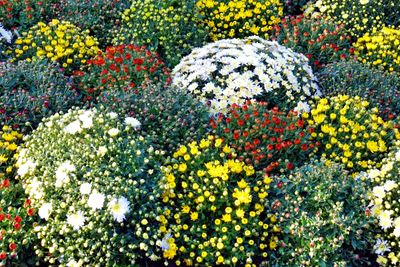 Rue Censier - Flowers at the Fontaine des Bois