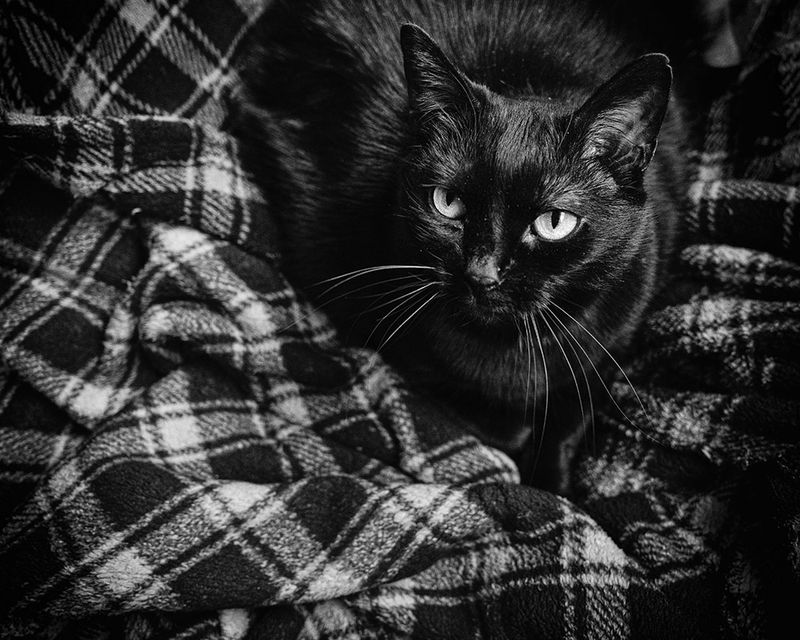 Kitty in Black and White