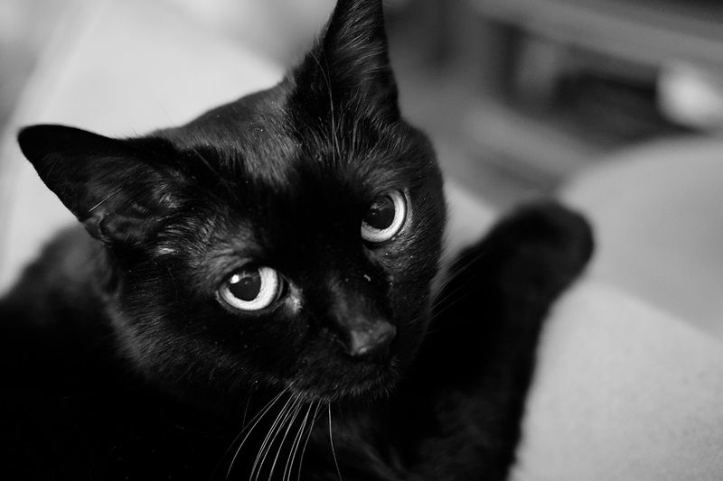 Kitty 2025