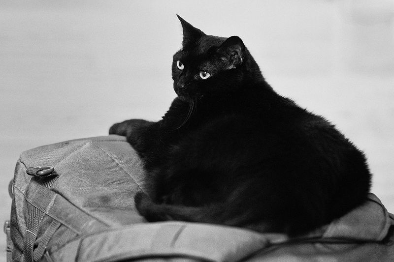 Maxpedition Cat