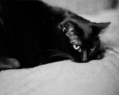 warning__cat_pix