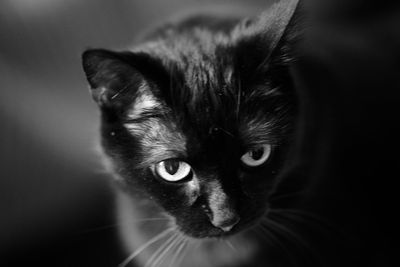 warning__cat_pix