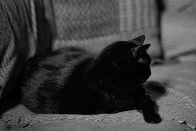 warning__cat_pix