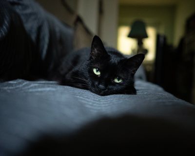 warning__cat_pix