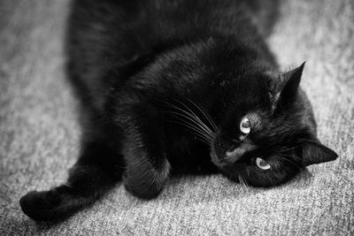warning__cat_pix