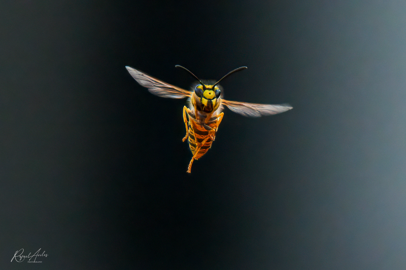 Smiling wasp