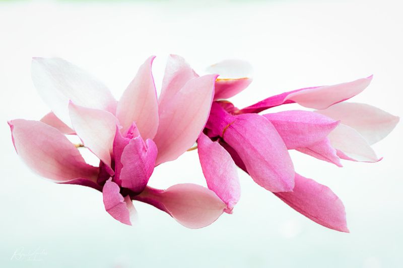 Magnolias in the rain