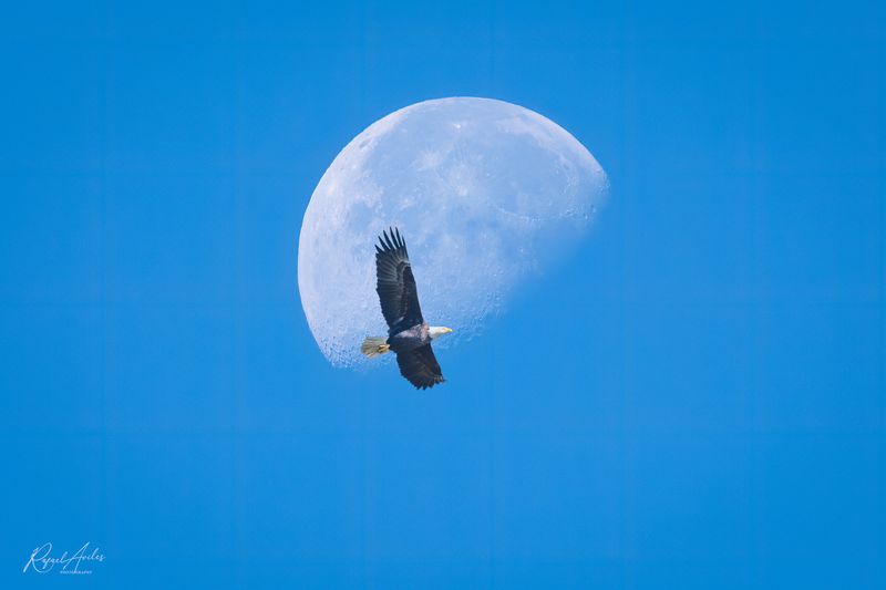 Bald eagle
