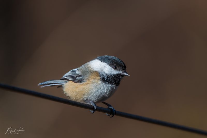 Carolina Chickadee