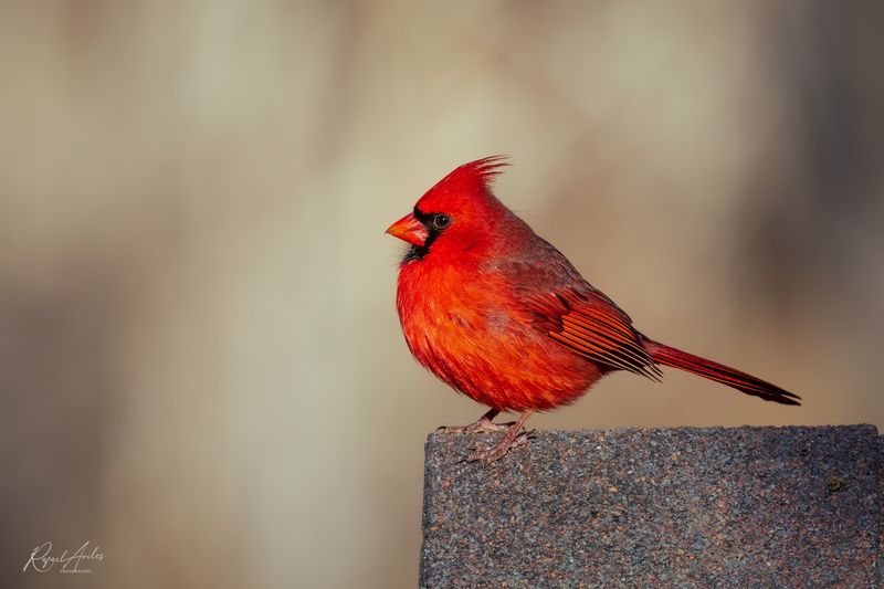 Cardinal