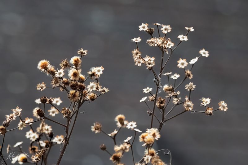 Dry flowers in the winter sun