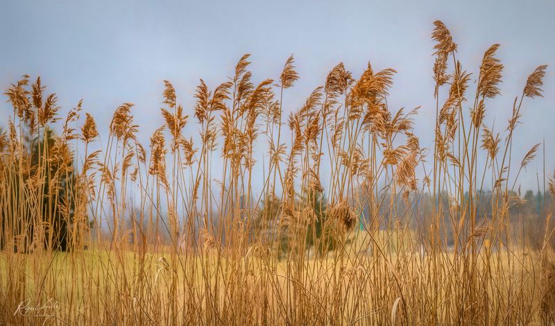 Phragmites