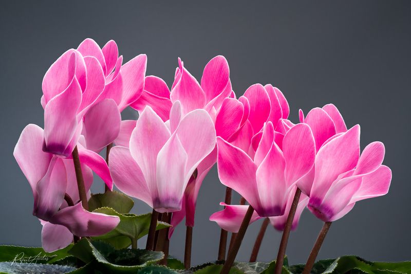 Cyclamen