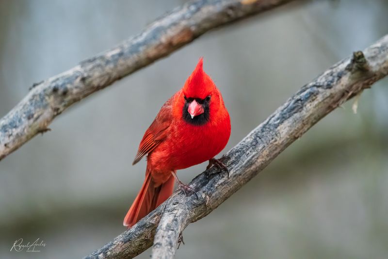 Cardinal