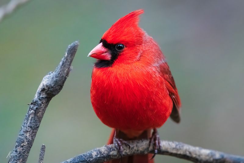 Cardinal