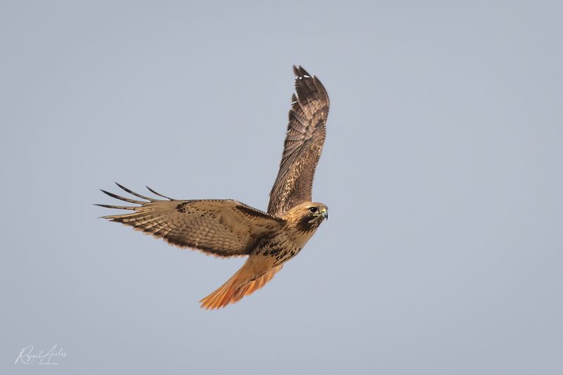 Red-tailed Hawk