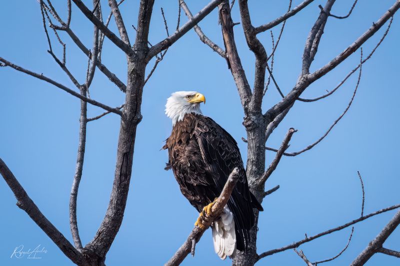 Bald Eagle