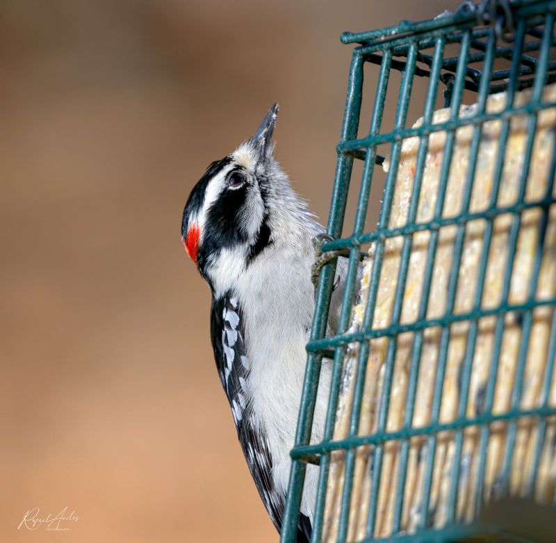 Downy Woodpecker