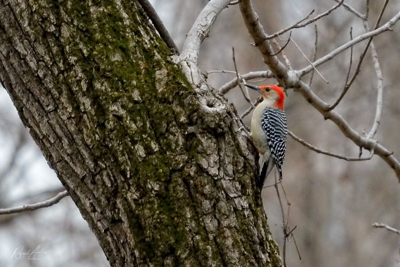 Red-Bellied Woodpecker