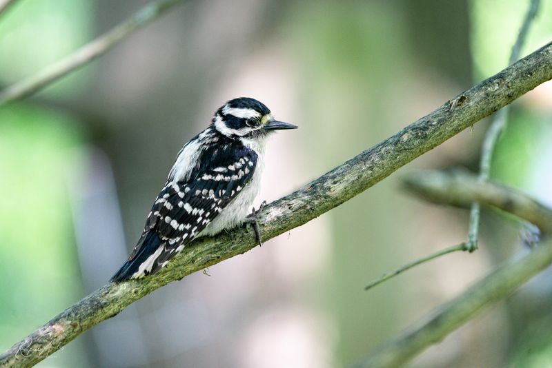 Downy Woodpecker