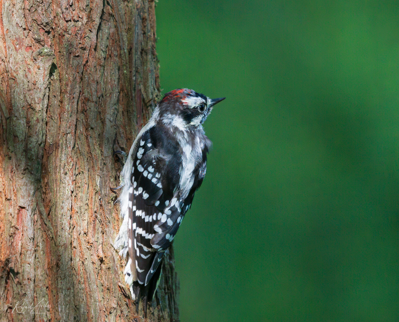 Downy Woodpecker
