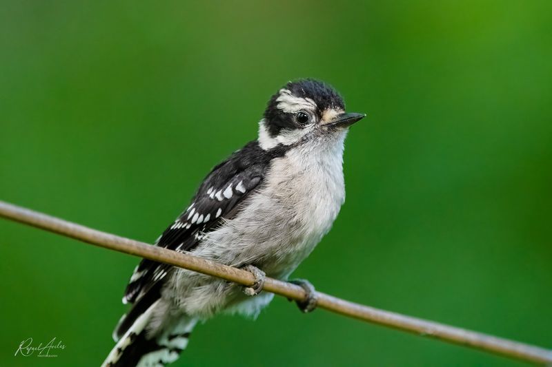 Downy Woodpecker