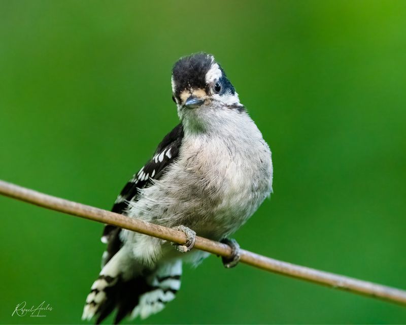 Downy Woodpecker