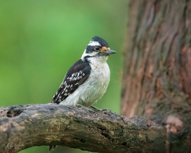 Hairy Woodpecker