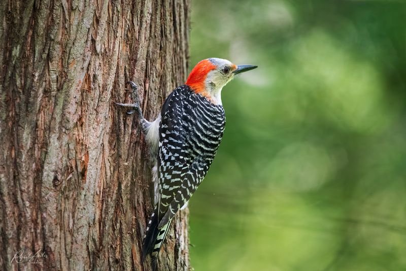 Red-Bellied Woodpecker
