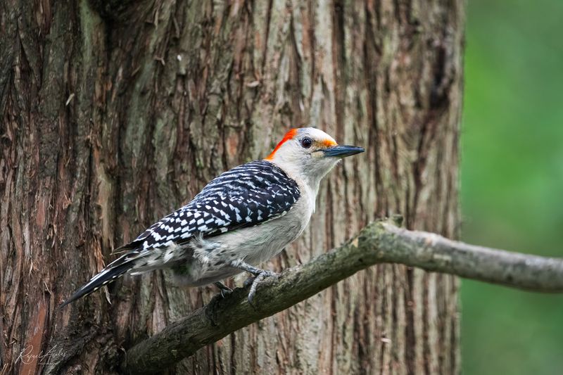 Red-Bellied Woodpecker