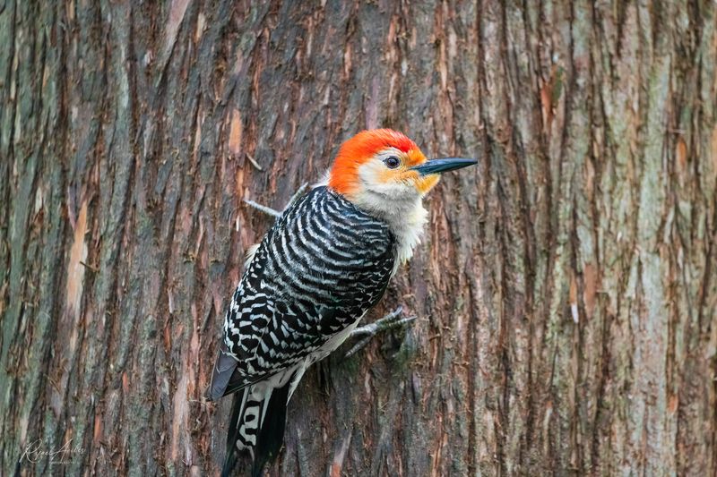 Red-Bellied Woodpecker
