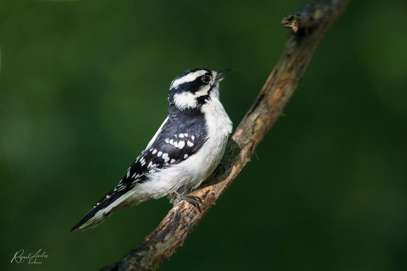 Downy Woodpecker